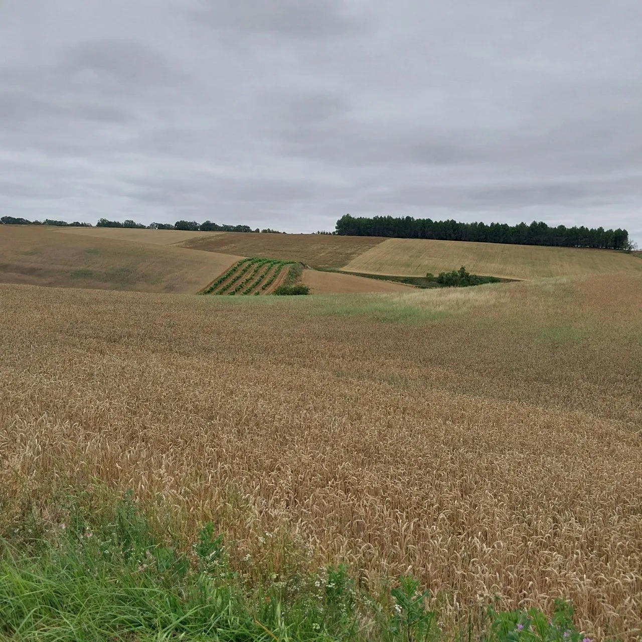 e_j3cUd018svc12sub58l1tcox_bc1i52.jpg?type=e1920_std