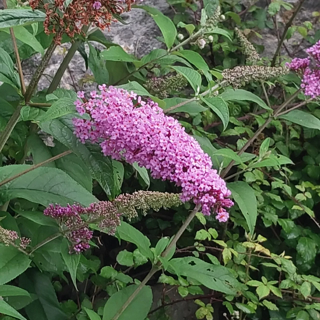 a_e2fUd018svc16s31129njtjf_bc1i52.jpg?type=e1920_std