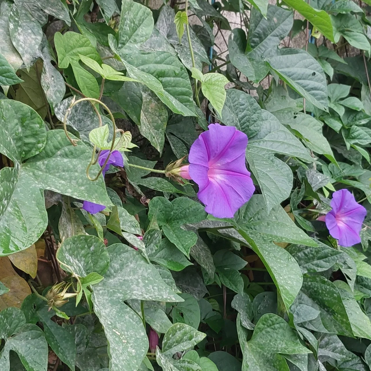 j_8d3Ud018svclcwxvekymct5_bc1i52.jpg?type=e1920_std