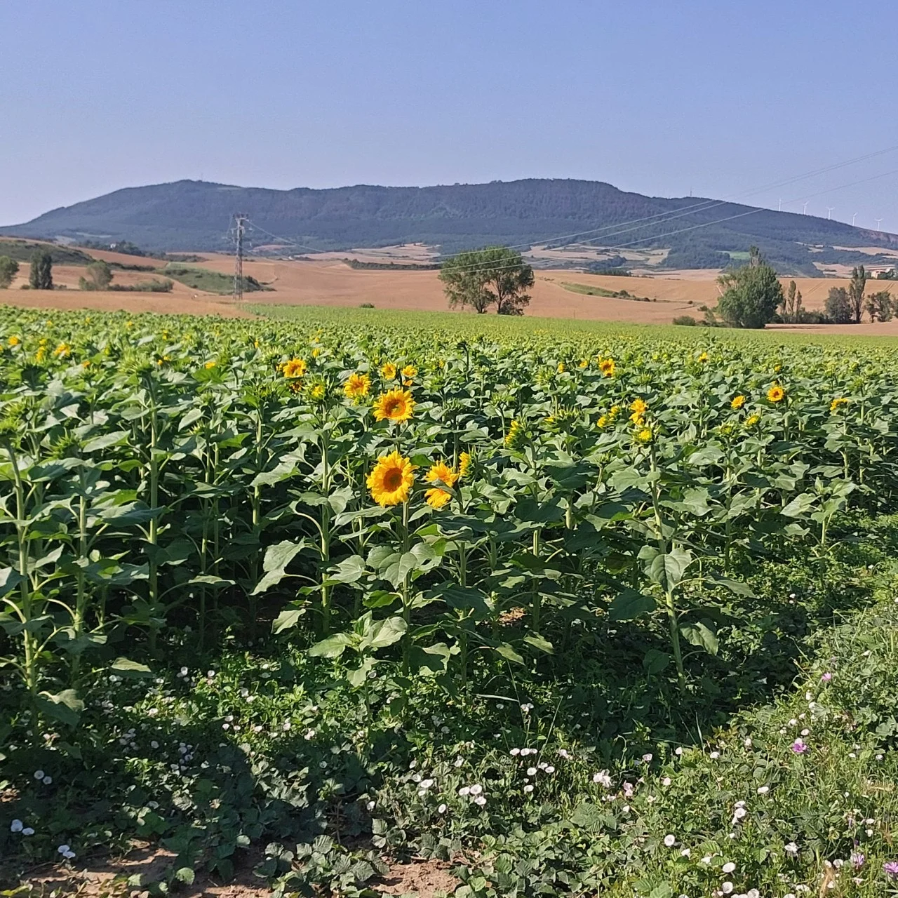 4_0j5Ud018svcol3e0psctt4o_bc1i52.jpg?type=e1920_std