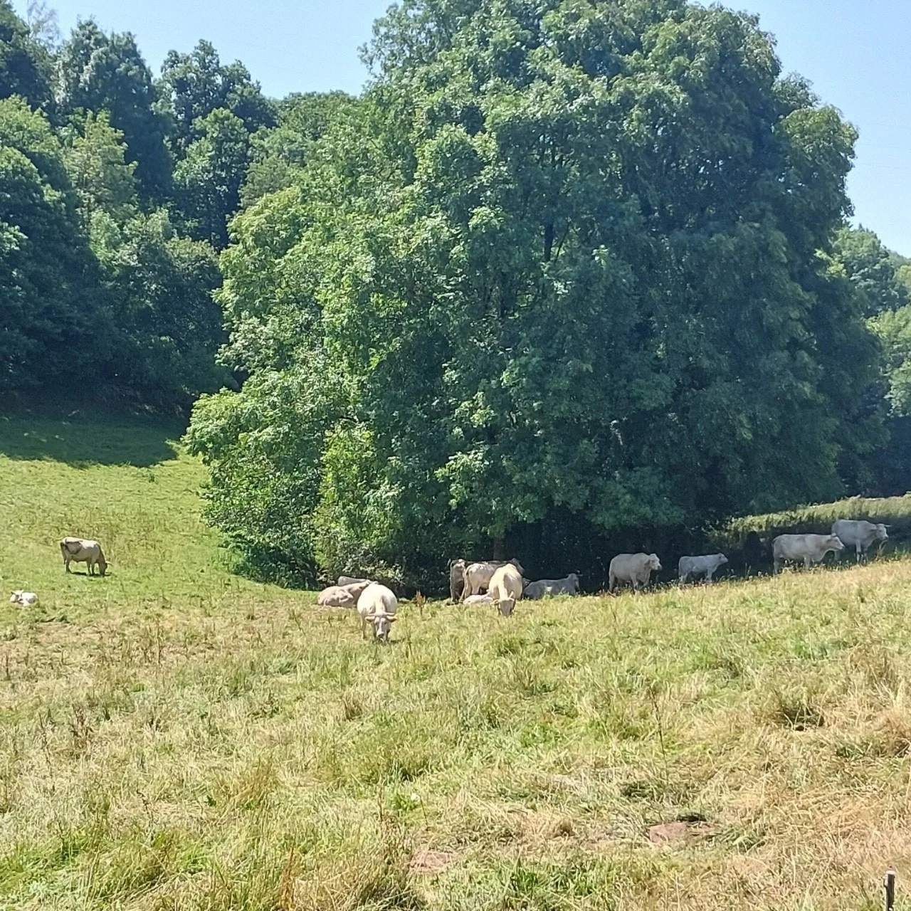 9_0i6Ud018svc19gdq7vojpnz9_bc1i52.jpg?type=e1920_std