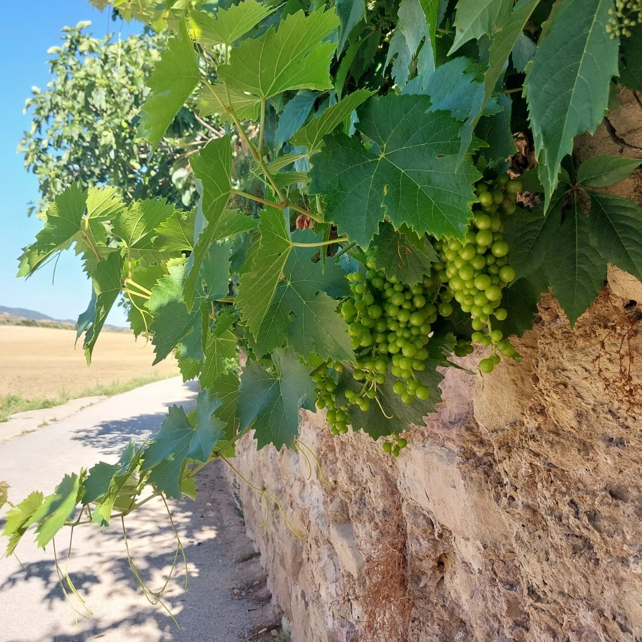 8_a5eUd018svc1pgyg5z7c36vc_bc1i52.jpg?type=e1920_std