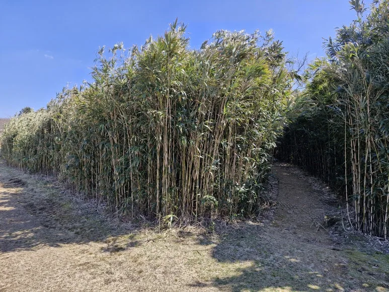 20250317_130035.jpg?type=w773