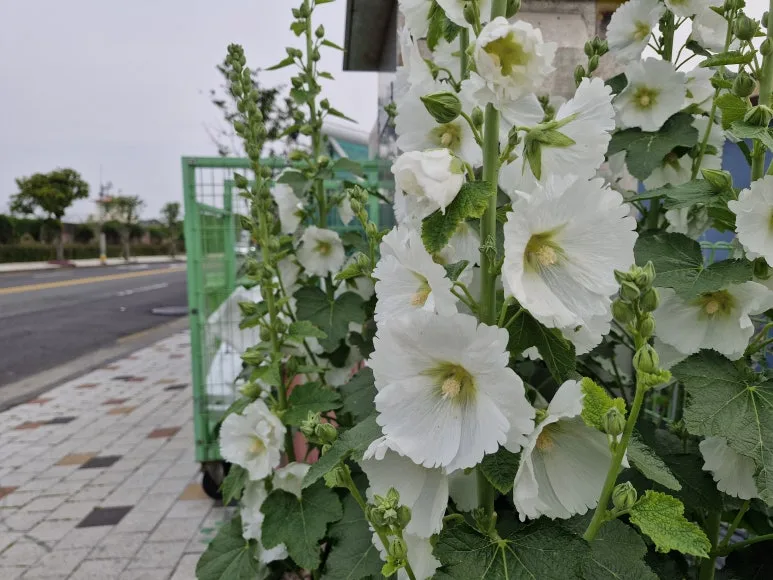 20250528_0705011.jpg?type=w773