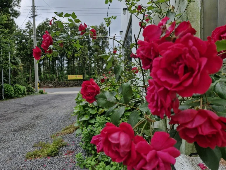 20250525_1047441.jpg?type=w773