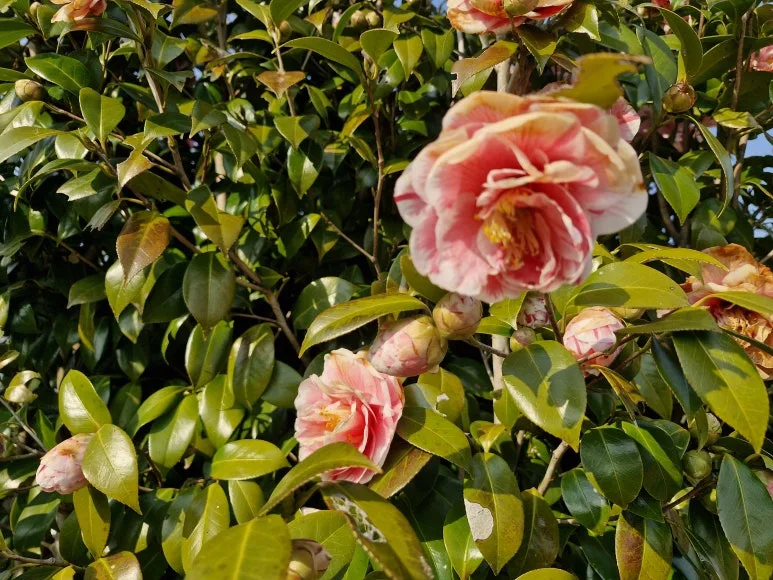 20250320_161931.jpg?type=w773