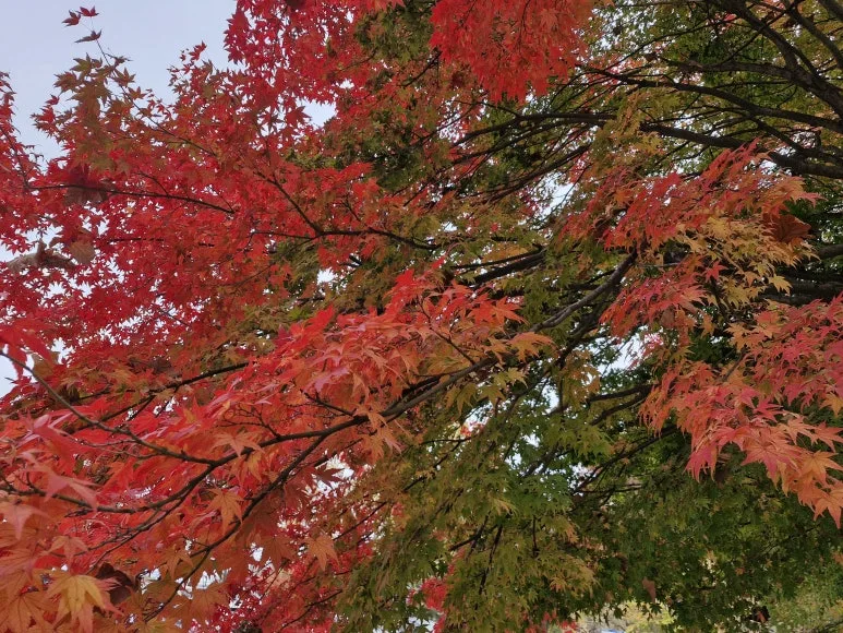 20241115_131254.jpg?type=w773