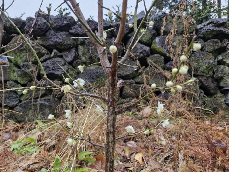 20250301_1447241.jpg?type=w773