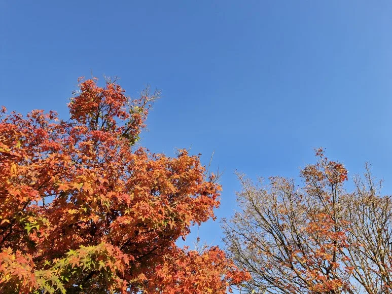 20241118_1652041.jpg?type=w773