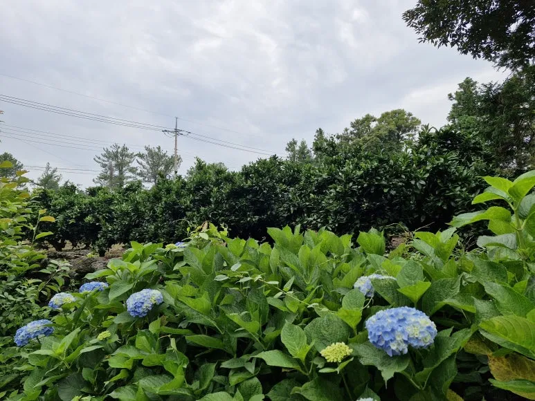 20250609_102250.jpg?type=w773