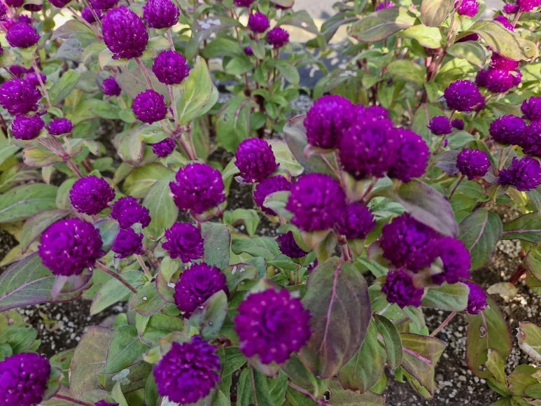 20251107_094146.jpg?type=w773