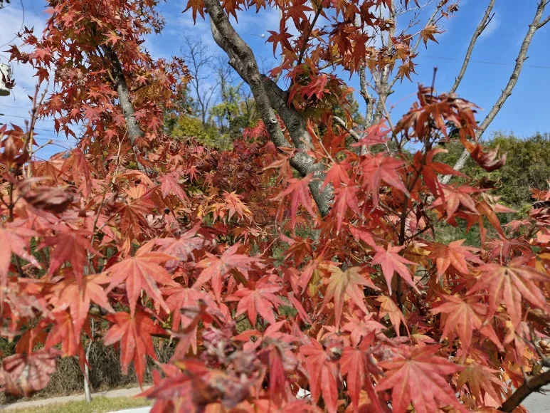 20241114_1342321.jpg?type=w773