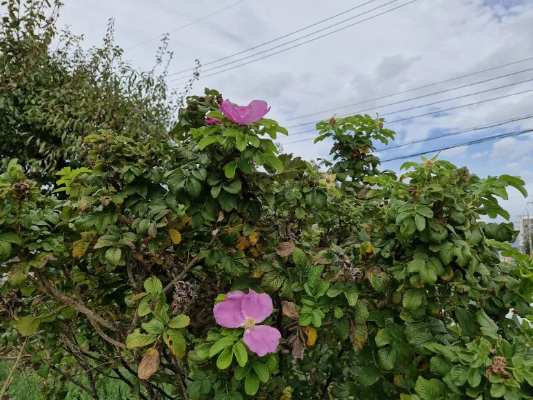 20241031_131332.jpg?type=w773