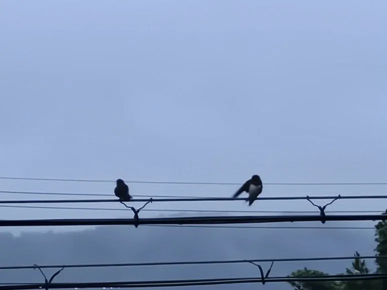 20250713_0601351.jpg?type=w773