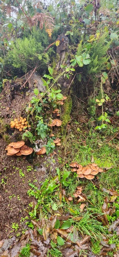 20241012%EF%BC%BF101822.jpg?type=w386