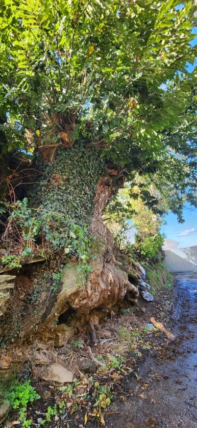 20241012%EF%BC%BF121917.jpg?type=w386