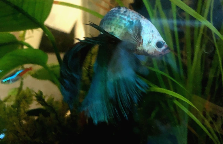 OaPdsrDCBu8tjbTdI%EF%BC%BF9TETS47%EF%BC%8Do.jpg%EF%BC%BFbrunch.png?type=w773