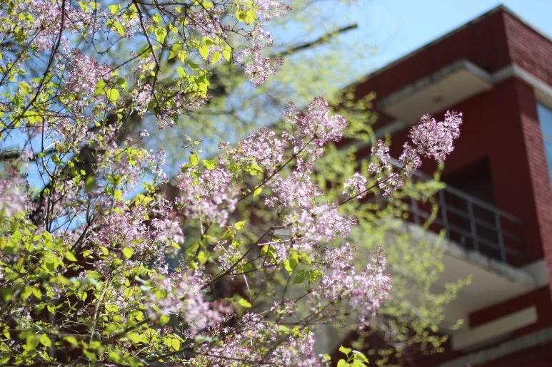 clove%EF%BC%8D5169673%EF%BC%BF1920.jpg?type=w773