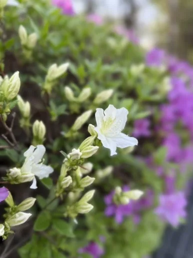 IMG_2666.jpg?type=w386