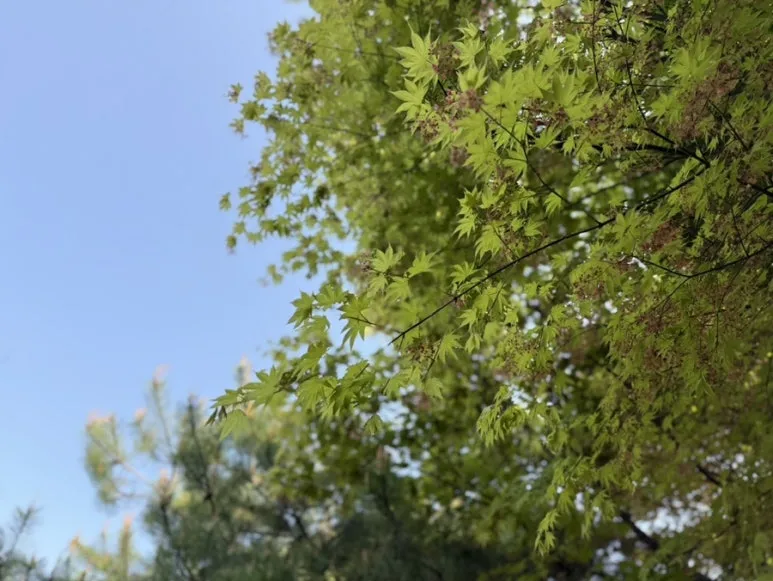 IMG_2664.jpg?type=w773