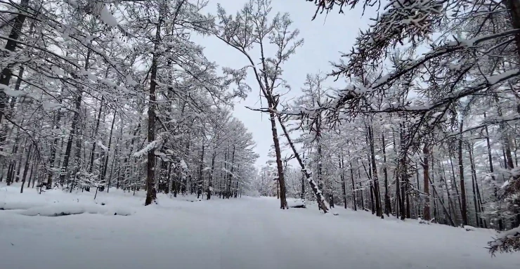 숲 사이로 난 길.PNG