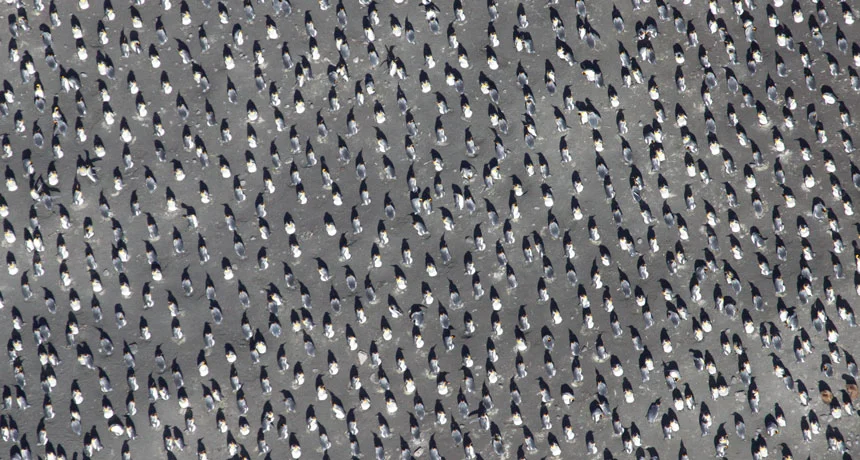 040418_DG_penguin_feat.jpg?fit=860%2C460&ssl=1