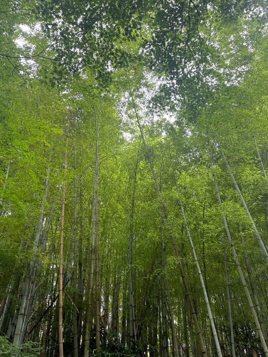 KakaoTalk_Photo_2024-07-15-11-53-56 004.jpeg