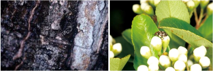 좀벌레 애알락수시렁이.PNG