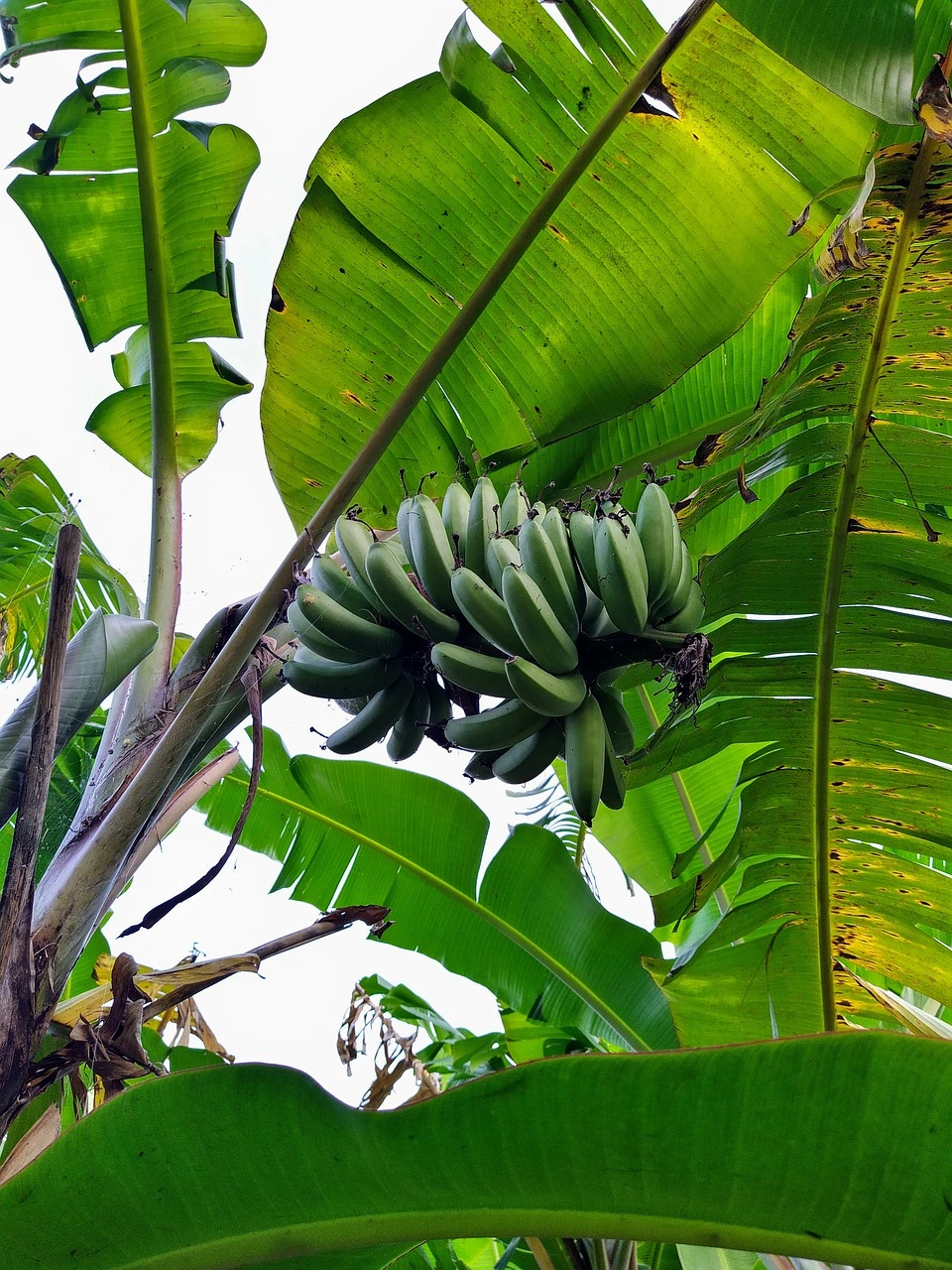 banana-tree-5081289_1280.jpeg