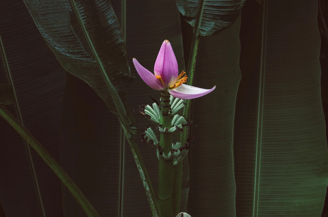 banana flower-4125524_1280.jpeg