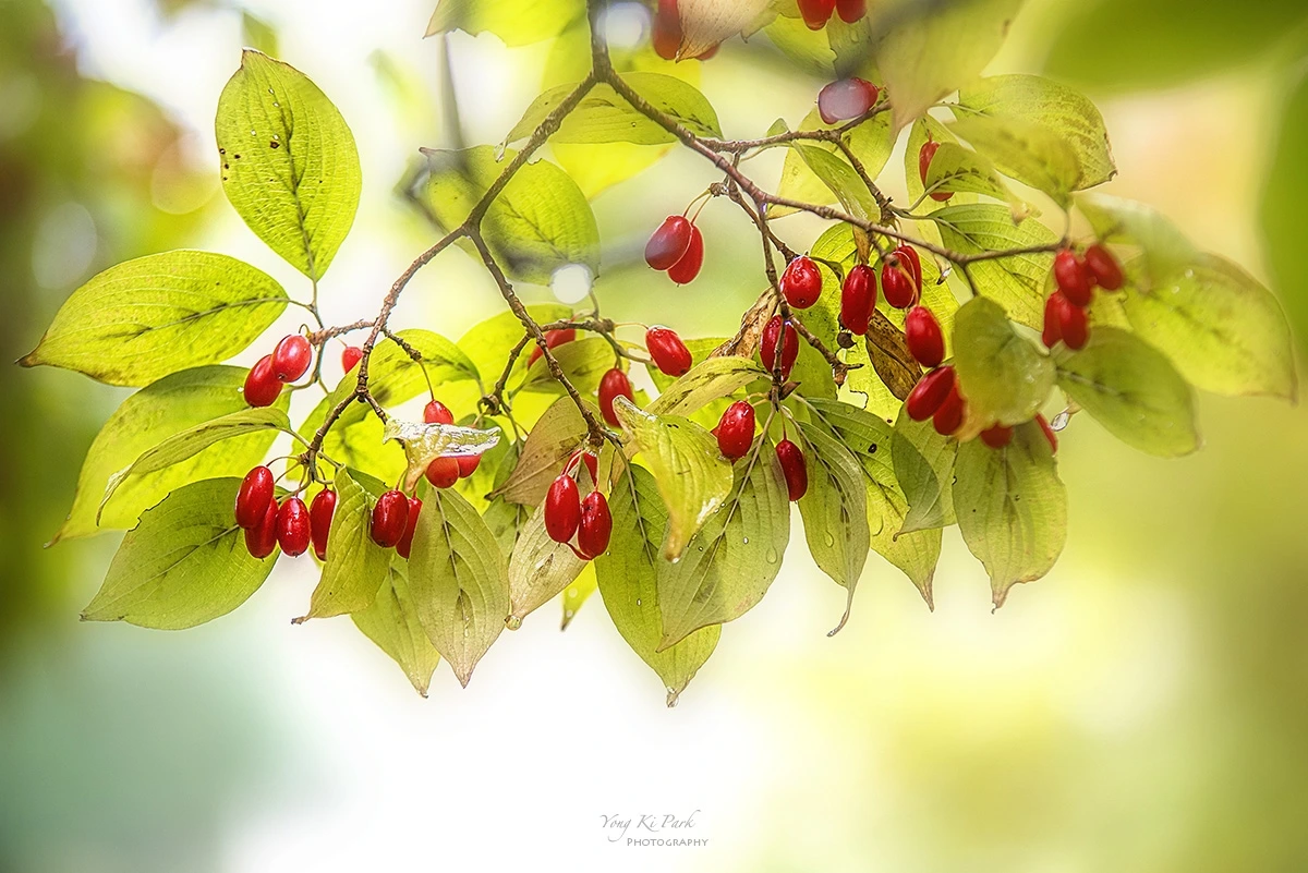 127_8499-8501-st-s-When it rains in autumn-4.JPG