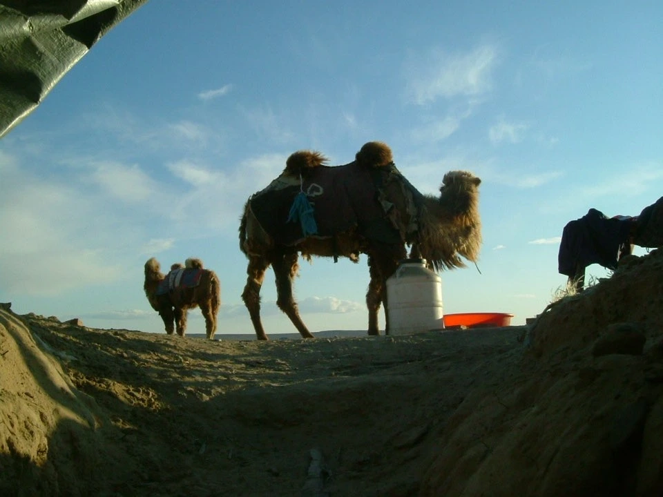 페북-낙타가 좋다.jpeg