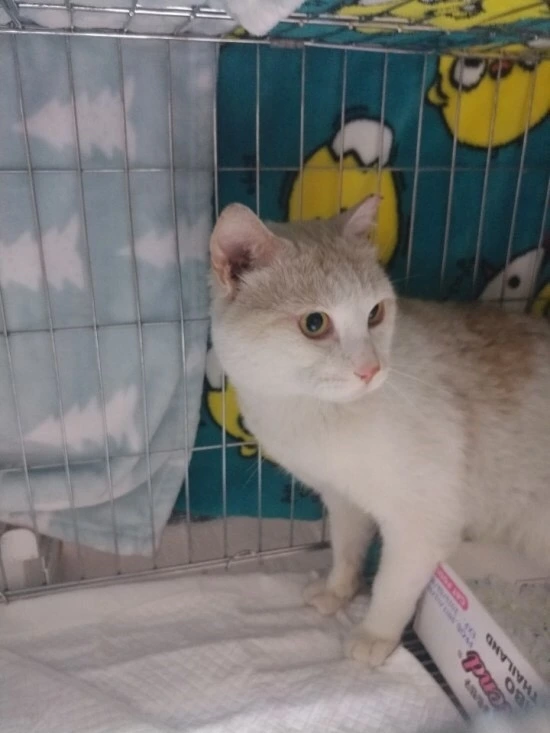 시로 크림이 시절.JPG