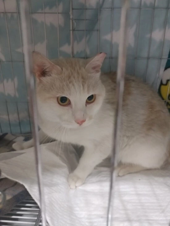 시로 크림이 시절 (2).JPG