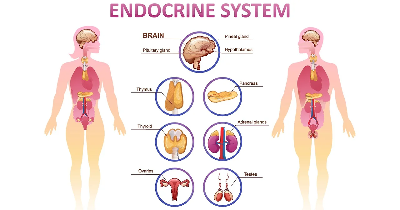 featured_web_promos_1796x943_endocrine_system1.jpg?h=943&amp;w=1796&amp;la=en&amp;hash=A37C56C8064FE2B3EDFAFF7903BFE648&amp;hash=A37C56C8064FE2B3EDFAFF7903BFE648