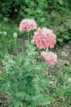 oszWKVusaqKs-c1ZHnD_tKH-zo1mgNmLaA1L7CZqHkJE9RZTVK4nBOJQ8L7EYlcTolL2gyDK3nO5XPPxzhQ0Nrm16jblRrIc5uPjetyzNObOhzcslctPGWV7XYsFltTcqcazlDlzkJ5nzUI1yLn4WxS9OtehtGu7je_x-jHiIAvOQq7ju1dGZtC5Ug