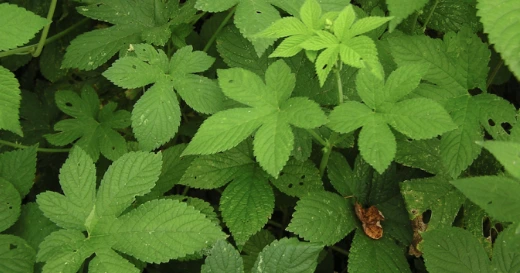 n60k1TFX_G6ZNrr3jGC7cU9lamdmV9DJgeSB5YesnWVDR28o2nVYXPPogIA2TivI4WJGyfNmGrZTDUgKtxhW1bZ0BQJUuut9RH0g5gWs0mmsjI10CaXckyft1GgiBW4zwLY8GcFGybF4WS3MRuunk0vUN9Gp4koNZir5yqtG8AzurrtdiGyLGrKl5A