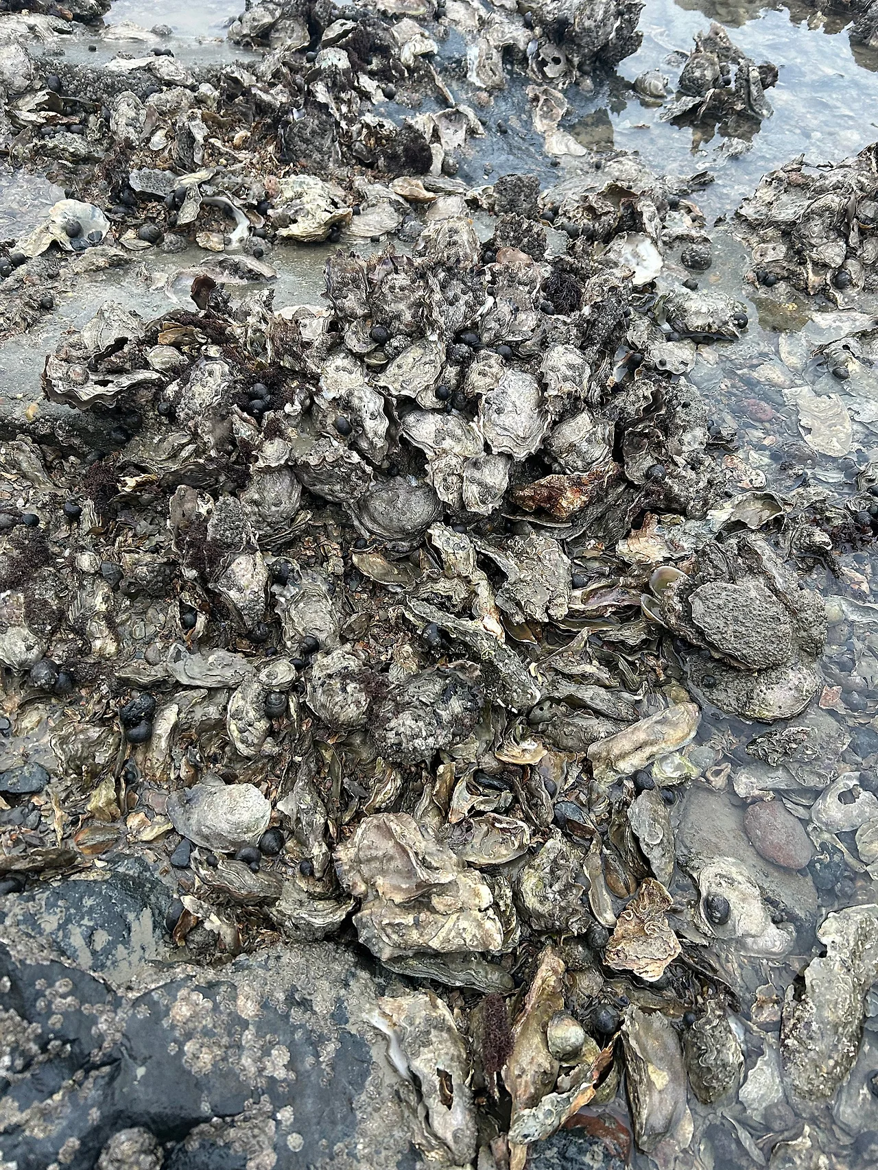 IMG_1996.jpg?type=w1600