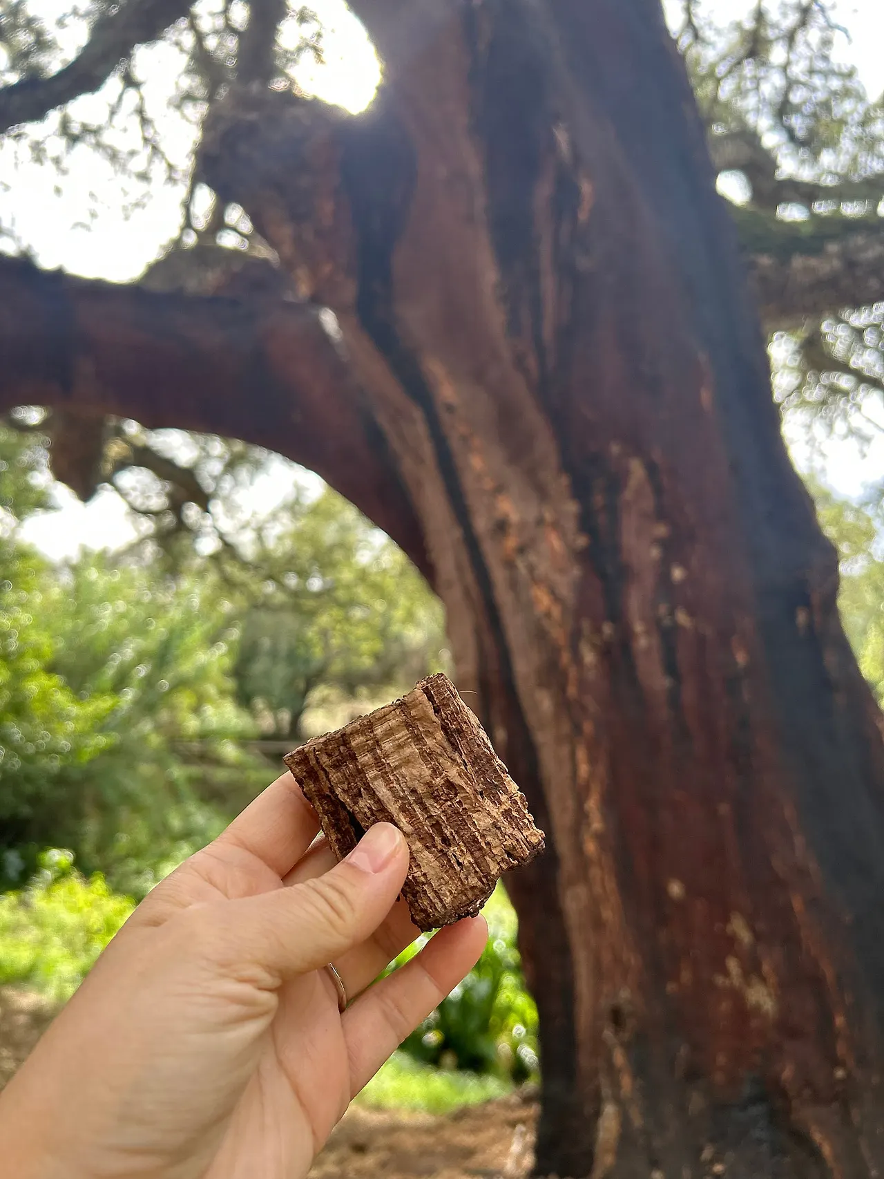 IMG%EF%BC%BF1528.jpg?type=w1600