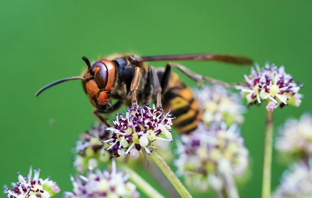 SE-66fa72cb-2597-4959-b0dc-1b88a7f22d79.jpg?type=w1600