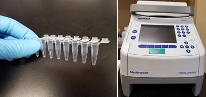 PCR_tube_thermocycler.JPG