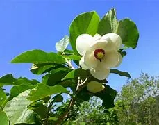 함박꽃 나무.jpeg