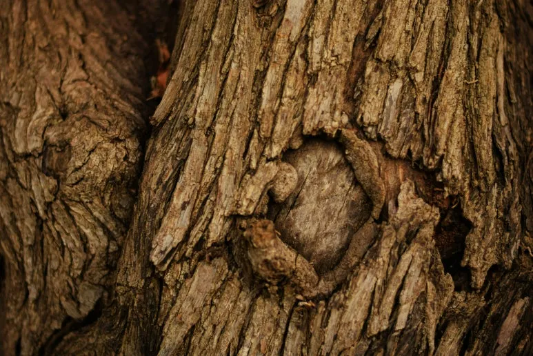 eddy-shor-1JPP_ekfdWc-unsplash.jpg?type=w773