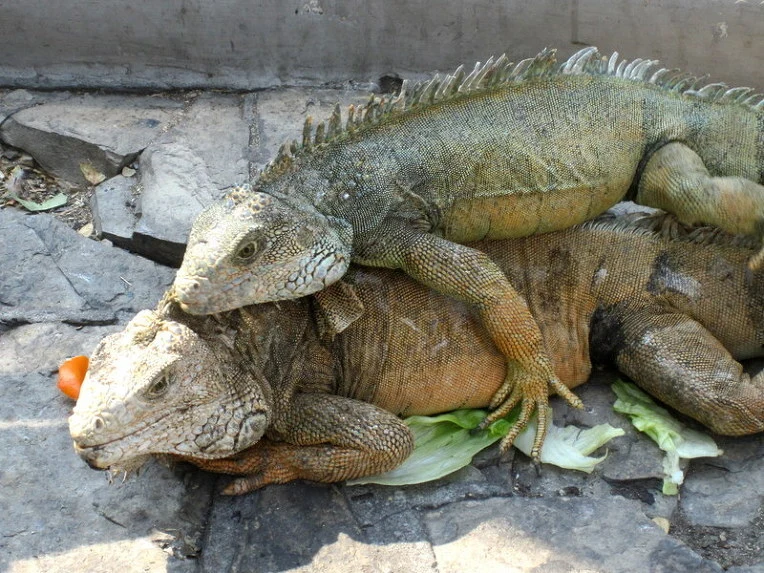 d79e06a58eb43946fdfcbd55de9d84ea797065c6