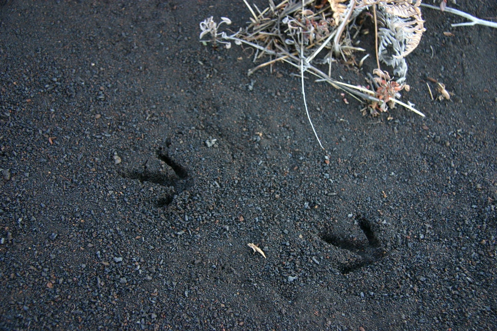 995AB9435DD458530D2502