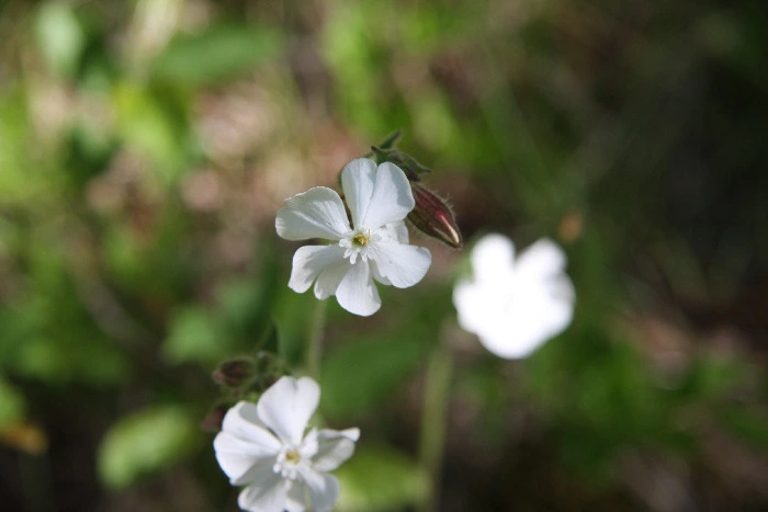 e9d964dd3f0199abe2048017c002c6ea50a030a4