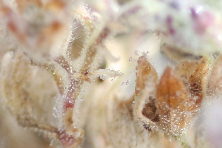 92b3459b66dd771149bdcc7843542d526fdadef7