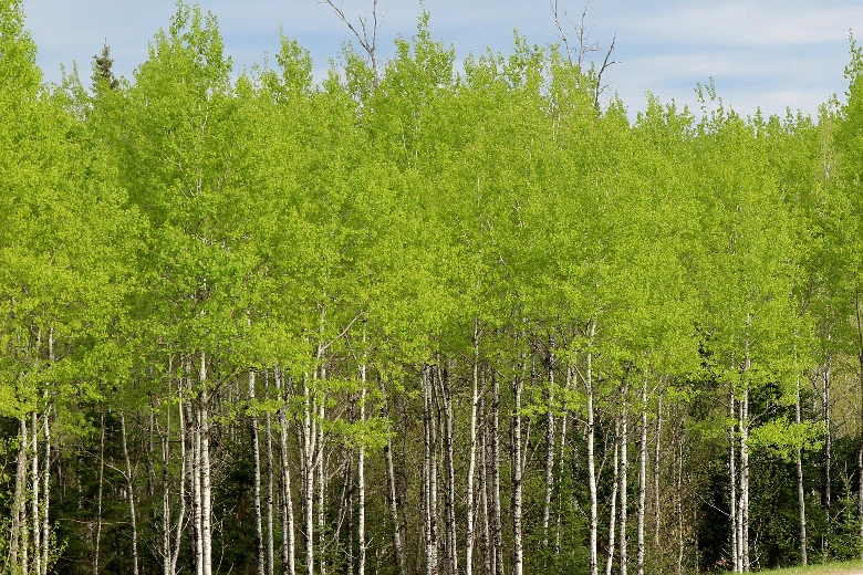 99745D3E5DCEEE970342D9