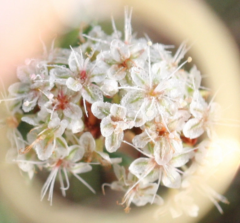 032326ffc4e33268d169e108038ea2c4d915fed2