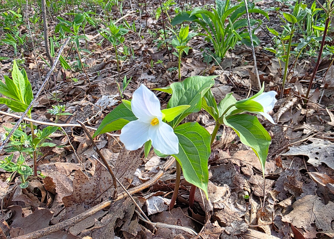 a2049577abf3369e75b40e713b8b34ac3464c200